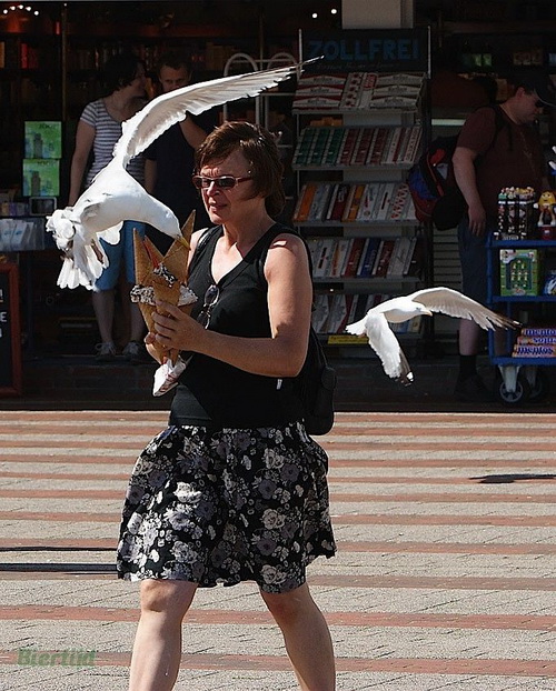 @ Seagulls love ice cream! @