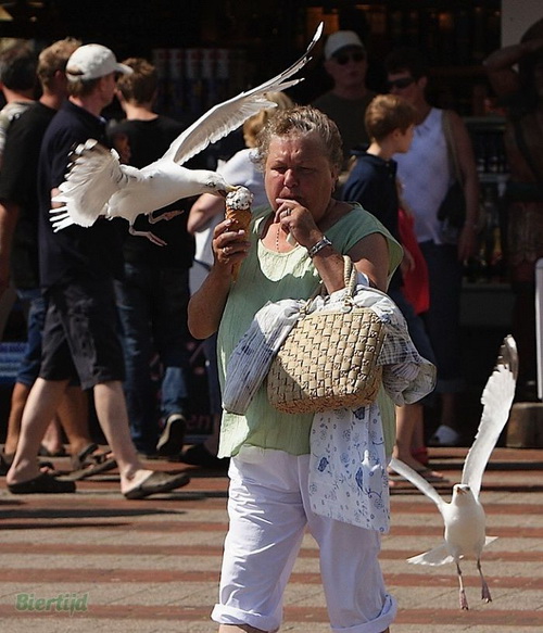 @ Seagulls love ice cream! @