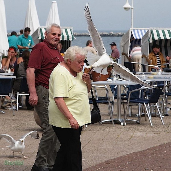 @ Seagulls love ice cream! @