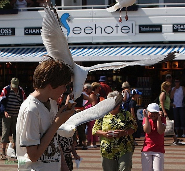 @ Seagulls love ice cream! @