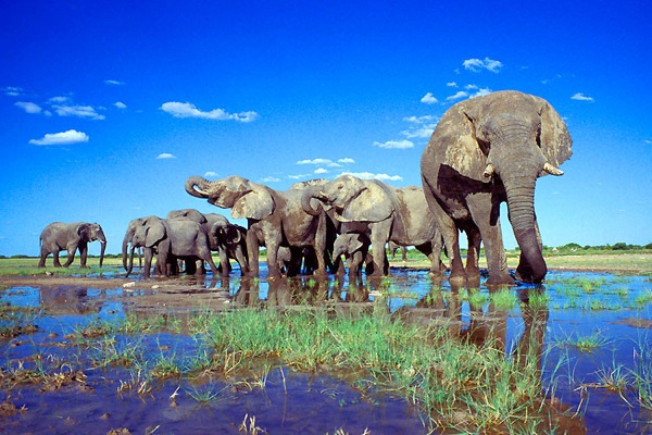 **Etosha National Park in Namibia** (1)