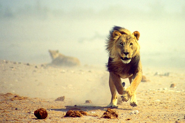 **Etosha National Park in Namibia** (1)