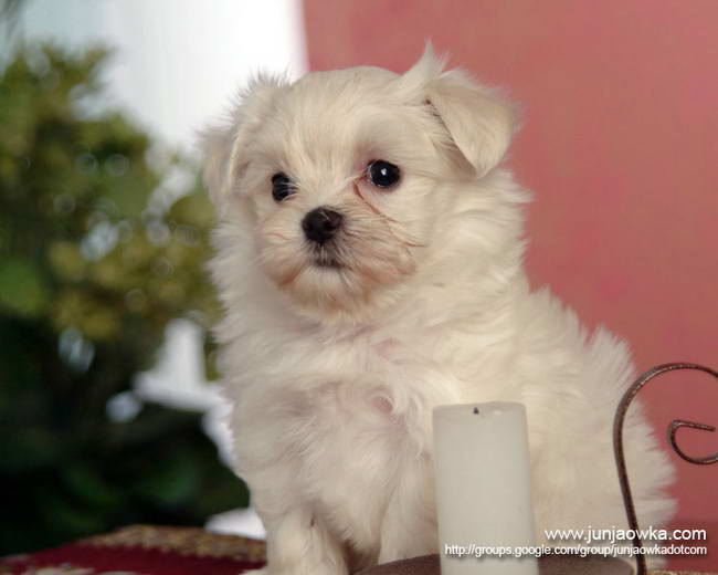 White Baby Doggy