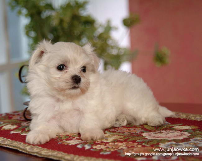 White Baby Doggy