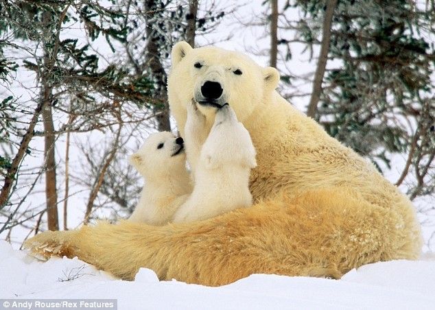 First steps of polar baby bears 