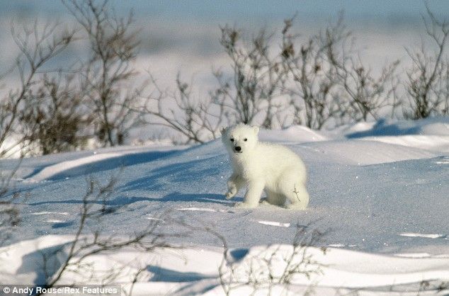 First steps of polar baby bears 