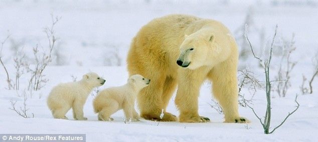 First steps of polar baby bears 