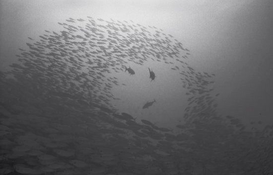 A school of fish 