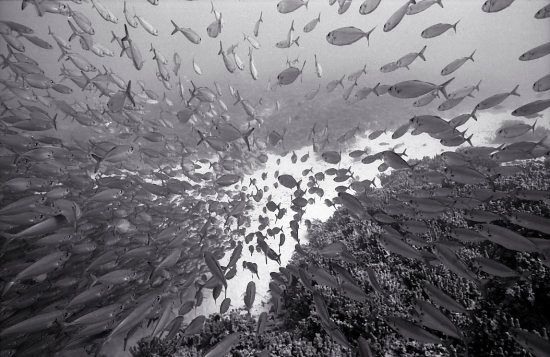 A school of fish 