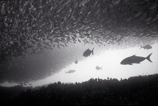 A school of fish 