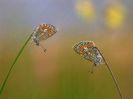 In the Grass