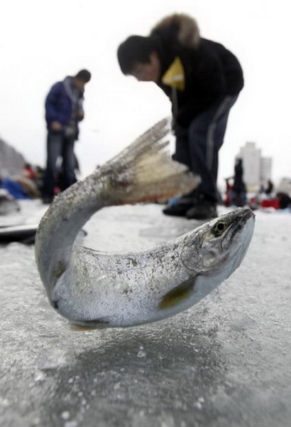 เทศกาลตกปลาใต้น้ำแข็งที่เกาหลี 