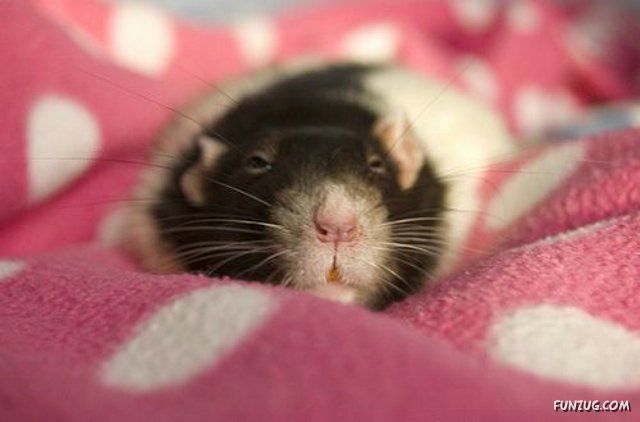 Some Funny and Cute Rats