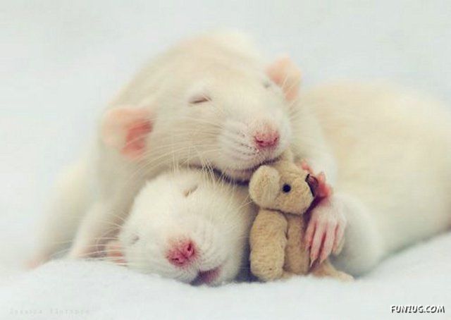 Some Funny and Cute Rats