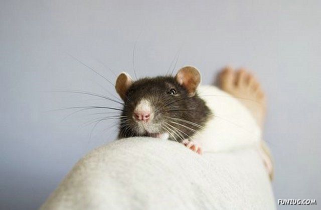 Some Funny and Cute Rats