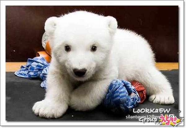 Cute Polar Bear / แม่น้ำใต้ทะเล ของจริงอยู่ที่เม็กซิโก