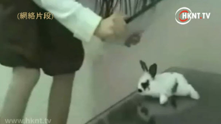 โหดร้ายย!!-- สาวจีนฆ่ากระต่ายอย่างทารุณ --