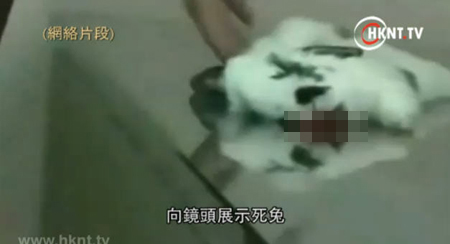 โหดร้ายย!!-- สาวจีนฆ่ากระต่ายอย่างทารุณ --