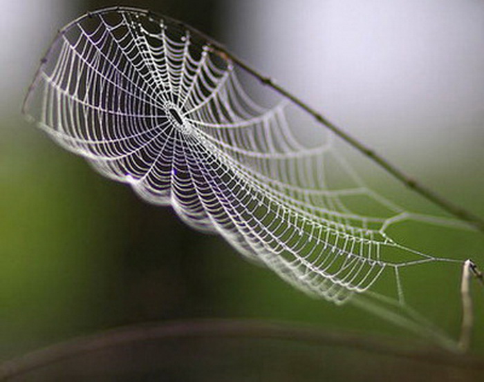 7 สิ่งมหัศจรรย์ สัตว์โลก ใยแมงมุม