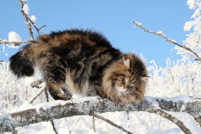 แมวไซบีเรียนท่ามกลางหิมะ.
