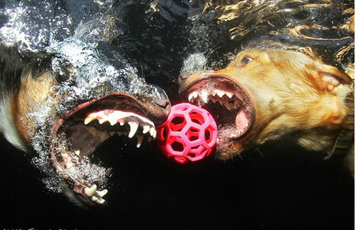น้องหมา เล่นบอลใต้น้ำ น่าร๊ากอ่ะ