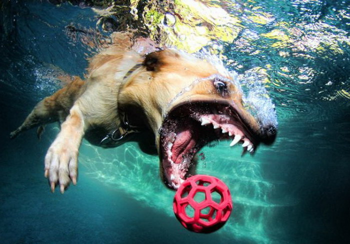 น้องหมา เล่นบอลใต้น้ำ น่าร๊ากอ่ะ