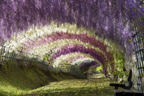 อุโมงค์วิสเทอเรีย (Wisteria Tunnel)