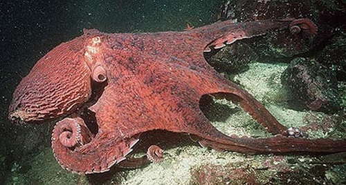 North Pacific Giant Octopus 