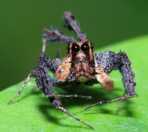 Portia Labiata Jumping Spider (แมงมุมกระโดด)