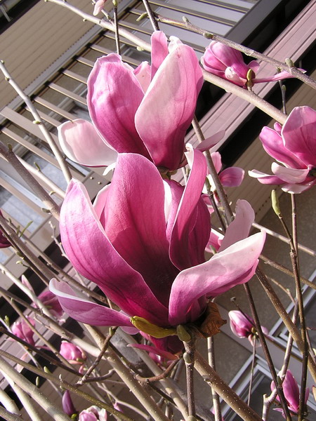 ดอกแม็กโนเลีย (Magnolia) - เป็นสัญลักษณ์ของเพศหญิง 