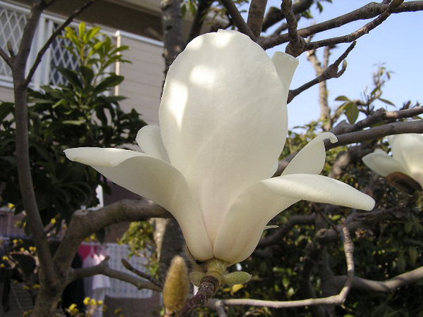 ดอกแม็กโนเลีย (Magnolia) - เป็นสัญลักษณ์ของเพศหญิง 