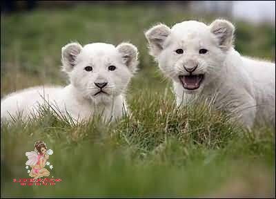 หาดูยาก..ลูกสิงโตสีขาวล้วน!!