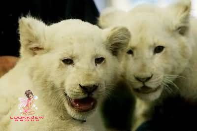 หาดูยาก..ลูกสิงโตสีขาวล้วน!!