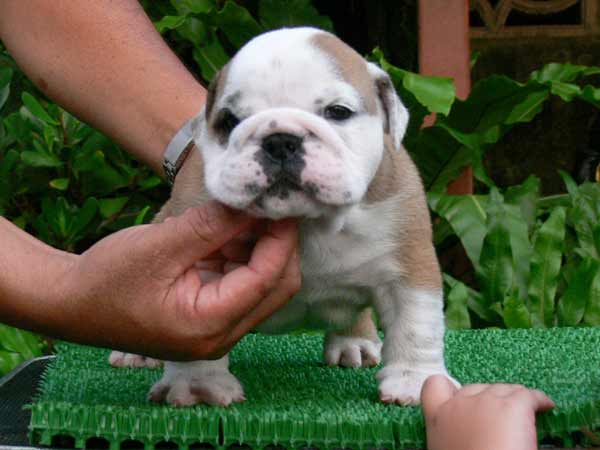 bulldog puppies