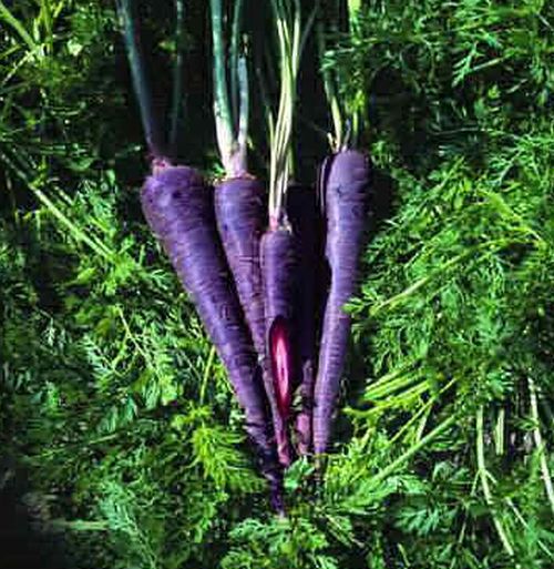 Purple Carrots