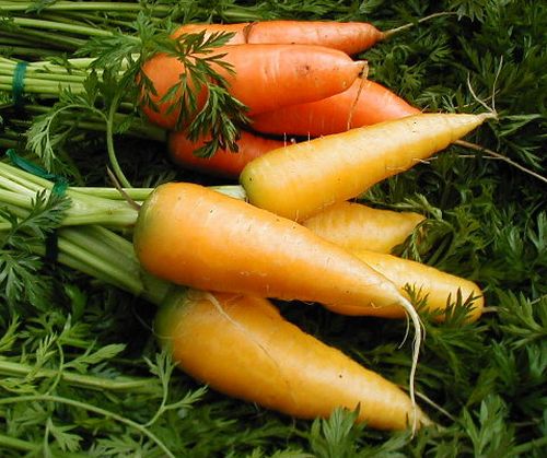 Yellow and Orange Carrots