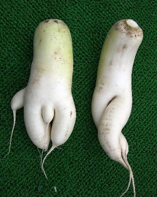 Radish (man and woman)