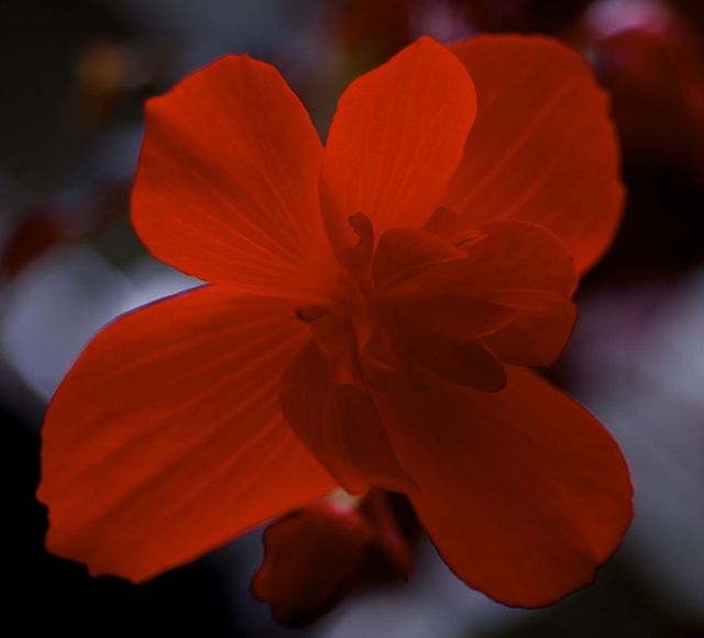 ดอกเบโกเนีย (Begonia) # 2