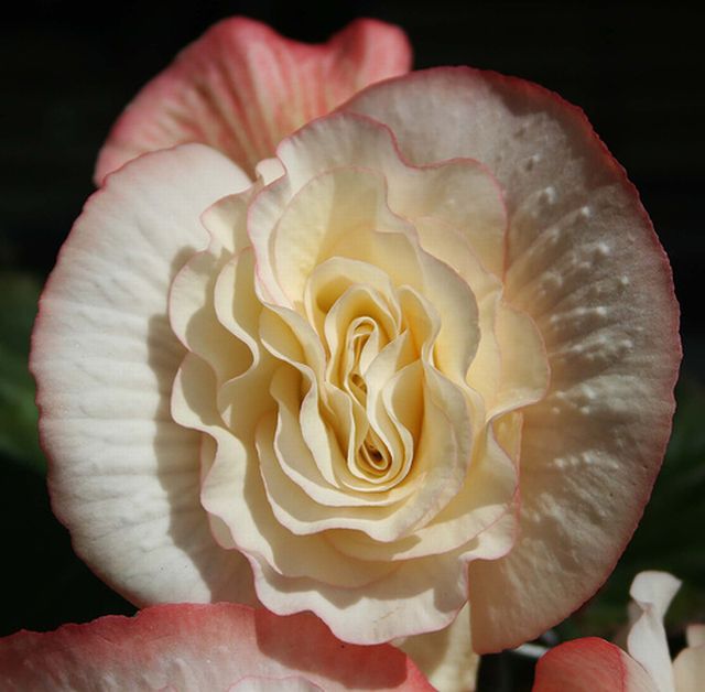 ดอกเบโกเนีย (Begonia) # 2