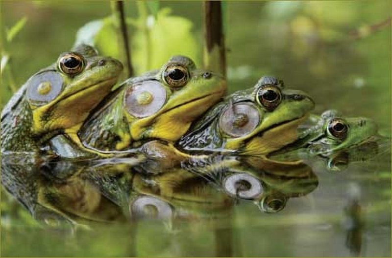 11 Frogs