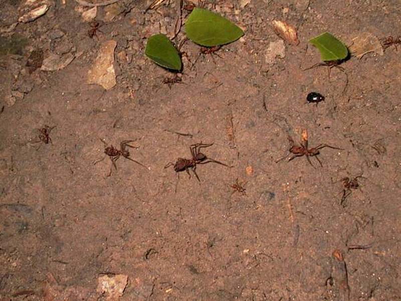 มดหลากหลายสายพันธุ์... ( Ants )