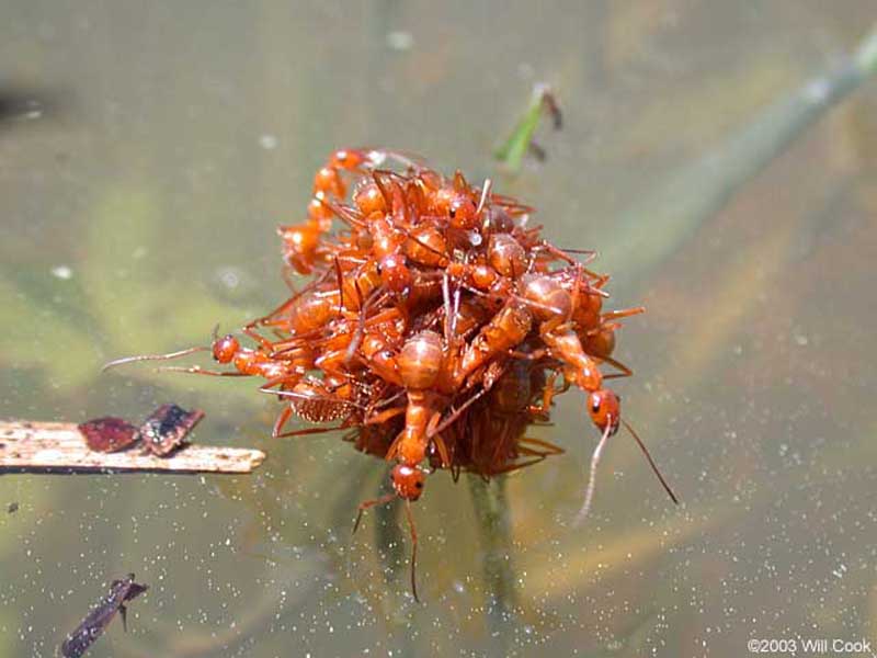 มดหลากหลายสายพันธุ์... ( Ants )