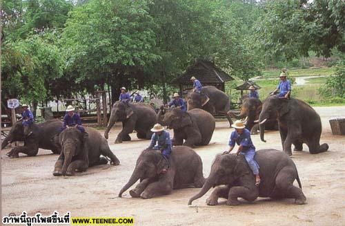 ช้างไทย...น่าสงสารจัง