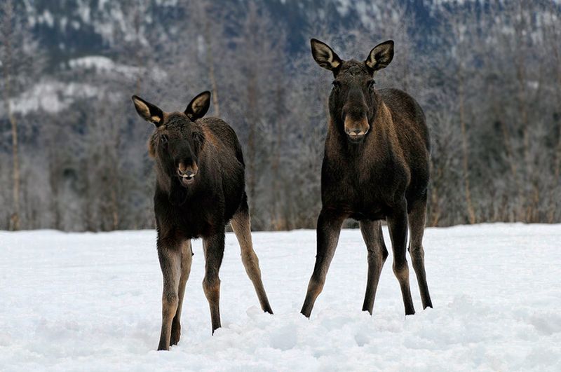 สัตว์ทั้งหลาย ในวันหนาวๆ ที่ Norway