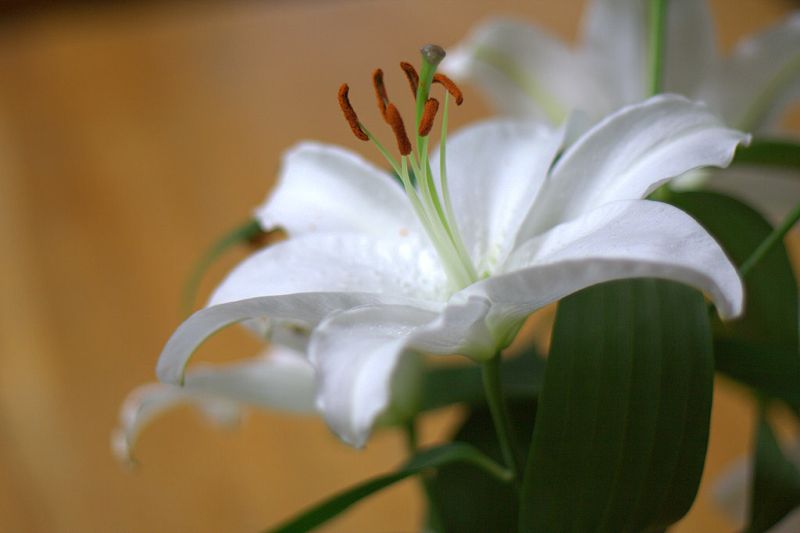 ดอกลิลลี่สวยๆ......สำหรับคนเกิดวันเสาร์ (Stargazer Lily)