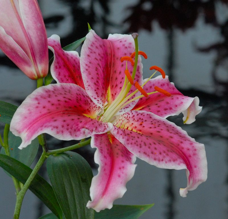ดอกลิลลี่สวยๆ......สำหรับคนเกิดวันเสาร์ (Stargazer Lily)