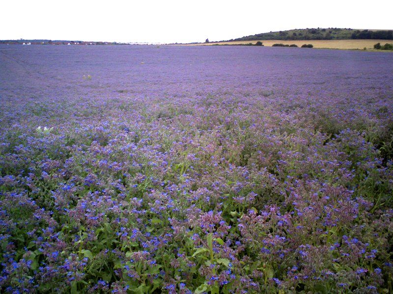 ~Field of Dreams~