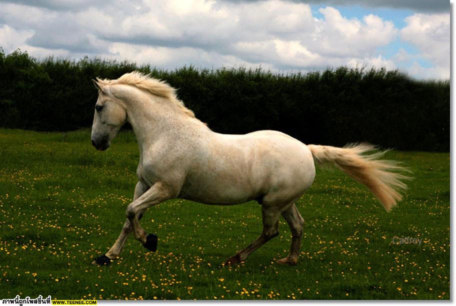 white Horse