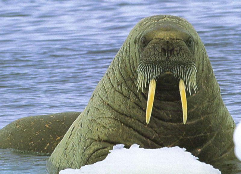 Walrus