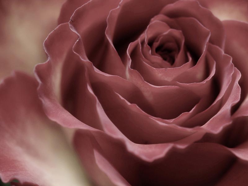 Rosy Valentine\
